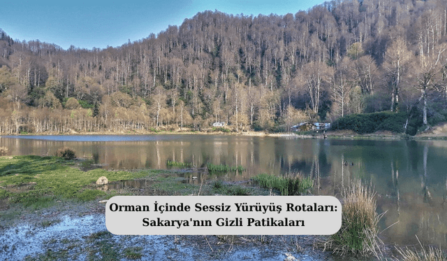 Orman İçinde Sessiz Yürüyüş Rotaları: Sakarya'nın Gizli Patikaları